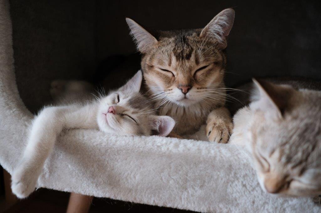 Kodin pikku kehrääjille